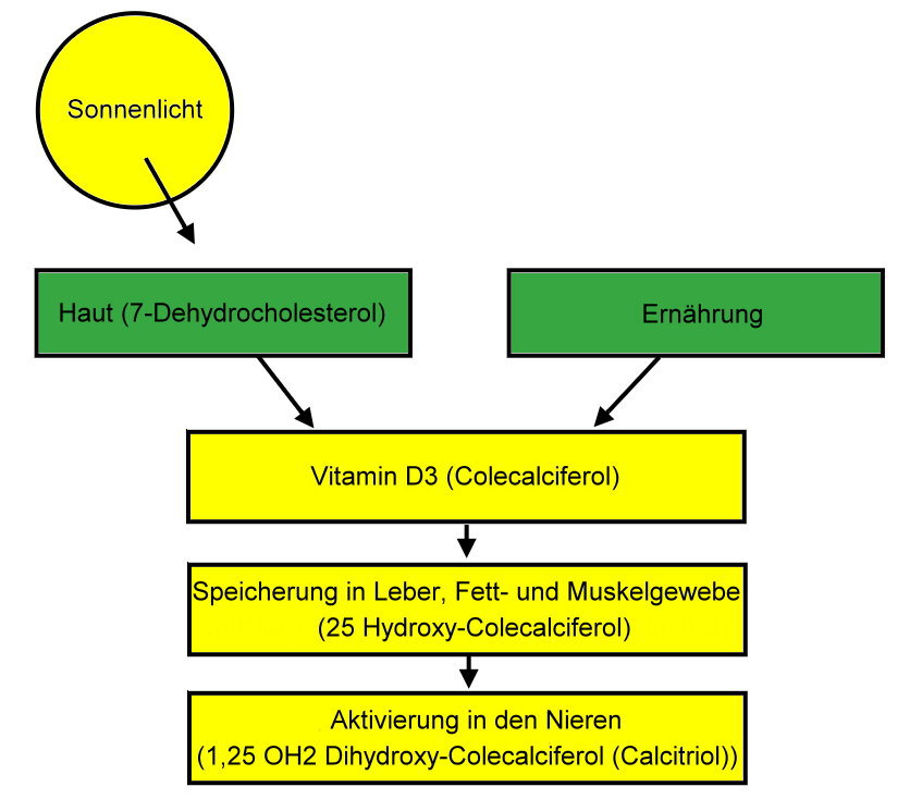 Darstellung - Vitamin-D-Produktion im Körper - www.supplemento.de